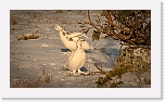 kiirunat rock ptarmigans -9051 * 1000 x 562 * (672KB)